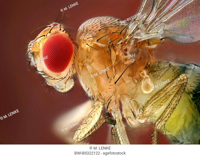 vinegar fly, fruit fly (Drosophila melanogaster), portrait, Germany