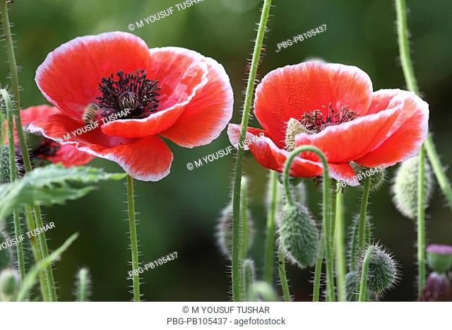 A Red Poppy, papaver rhoeas, is one of the many species and genera named poppy It is a variable annual plant, forming a long-lived soil seed bank that can...