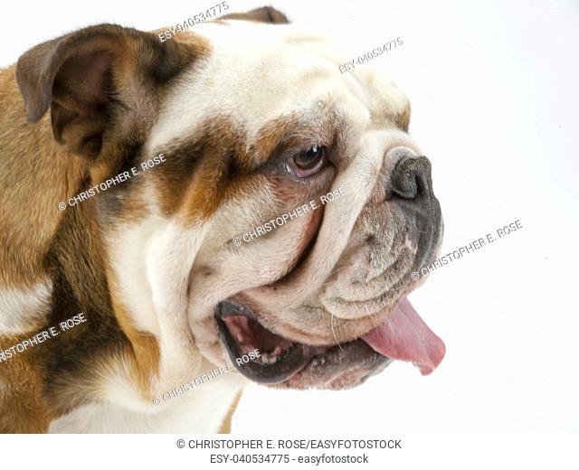 A young traditional British Bulldog sits on a white seamless background waiting for instruction