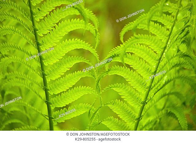 Woodland fern fronds