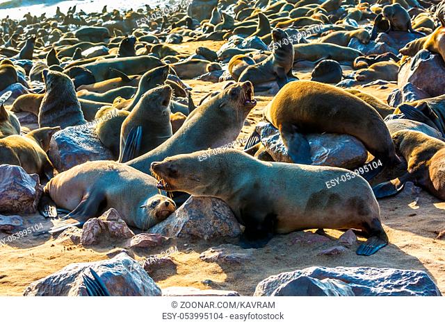 Large colony of animals in Cape Cross, Namibia. Reserve fur seals