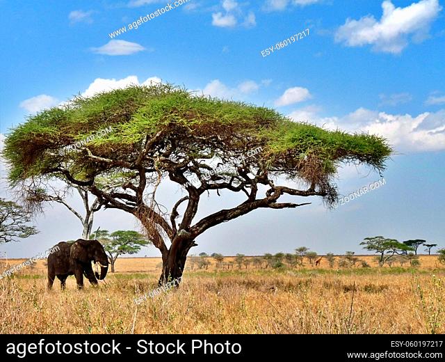 Elephant under acacia tree on savannah Serengeti National Park, Kenya. High quality photo