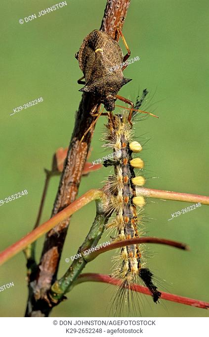 Spined soldier bug (Podisis spp. ) feeding on captured caterpillar, Greater Sudbury, Ontario, Canada
