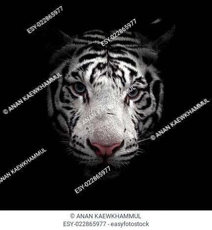 white bengal tiger face
