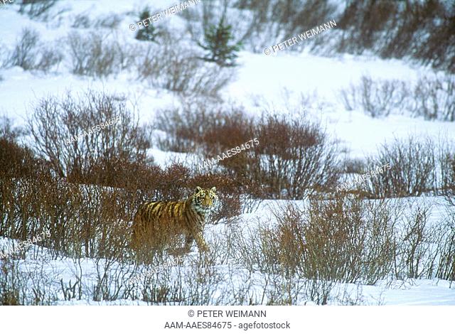 Siberian Tiger IC (Panthera tigris altaica) Siberia, Amur-Ussuri Area