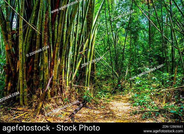 Bamboo trees in jungles, Khlong Phanom National Park, Kapong, Phang-nga, Thailand