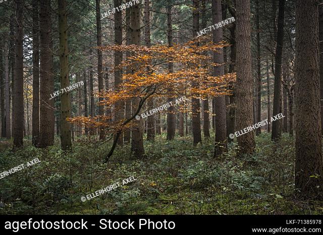 Beech trees between conifers in the Baumweg primeval forest, Ahlhorn, Lower Saxony, Germany, Europe