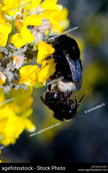 Bumblebees Bombus canariensis copulating on flowers of Genista microphylla. Gran Canaria. Canary Islands. Spain