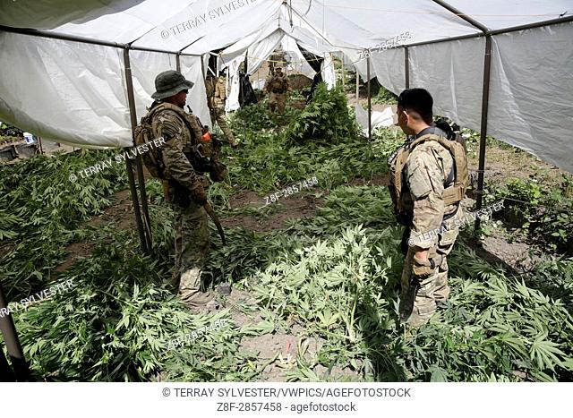Law enforcement officers cut down marijuana plants during a raid on July 15, 2015. Yurok Indian Reservation, California, United States