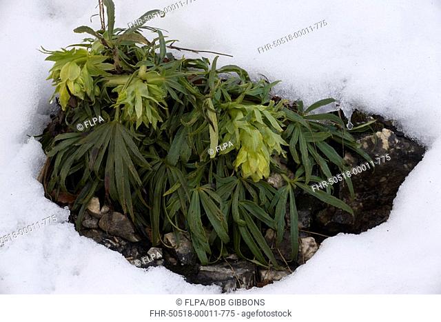 Stinking Hellebore Helleborus foetidus growing through snow, France, winter