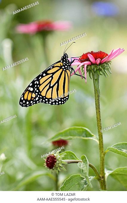 Monarch (Danaus plexippus); tallgrass prairie; summer; Wisconsin; Newly emerged monarch butterfly on purple cone flower (Echinacea purpurea) drying wings in sun