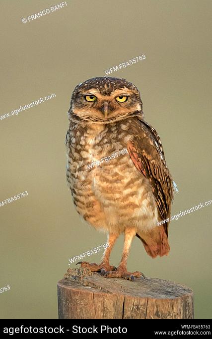 Burrowing Owl, Athene cunicularia, Bonito, Mato Grosso do Sul, Brazil