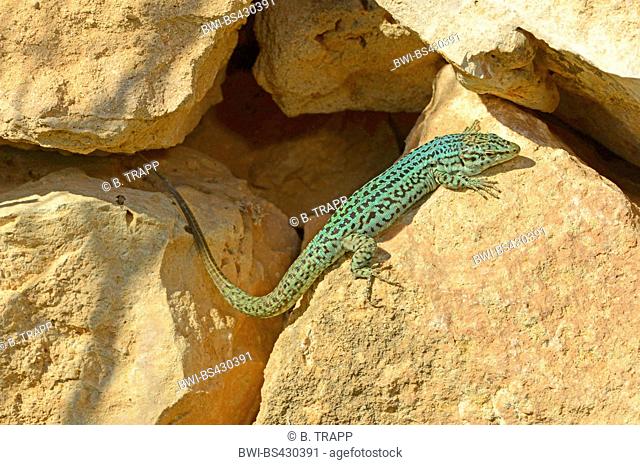 Formentera wall lizard (Podarcis pityusensis formenterae, Podarcis formenterae), sunbaths on a wall, Spain, Balearen, Formentera
