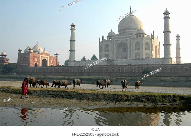 Herd of water buffaloes at river bank, Taj Mahal, Yamuna River, Agra, Uttar Pradesh, India
