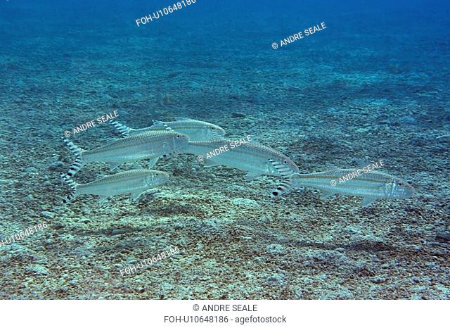 Striped goatfish, Upeneus vittatus, schooling, Rongelap, Marshall Islands, Micronesia