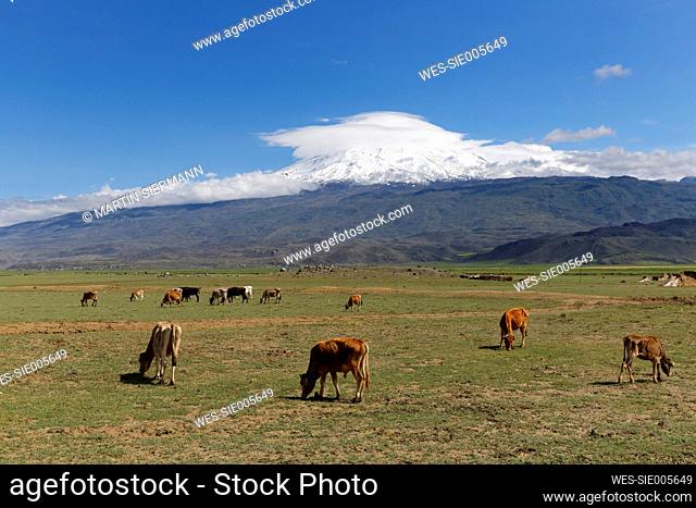 Turkey, Eastern Anatolia, Agri Province, Mount Ararat, Cows on meadow