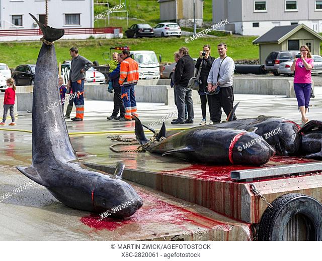 Whaling ( Grindadrap ) Long Finned Pilot Whale (globicephala melas) on the Faroe Islands, Hvannasund 2016. Whaling on the Faroe Islands is for subsistance and...