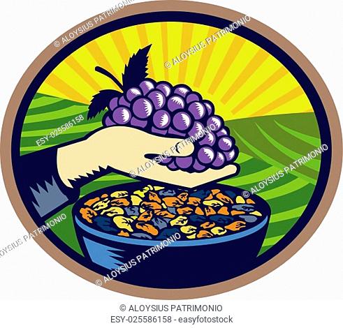 Illustration of a hand holding grapes with raisins in a bowl set inside oval shape with sunburst in the background done in retro woodcut style