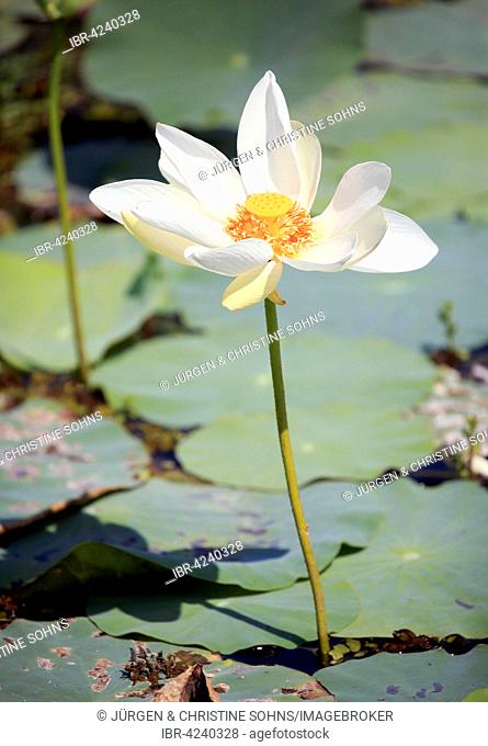 Indian lotus (Nelumbo nucifera), white blossom, flowering, Bundala National Park, Sri Lanka