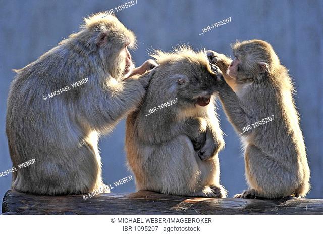 Japanese Macaques (Macaca fuscata) grooming each other