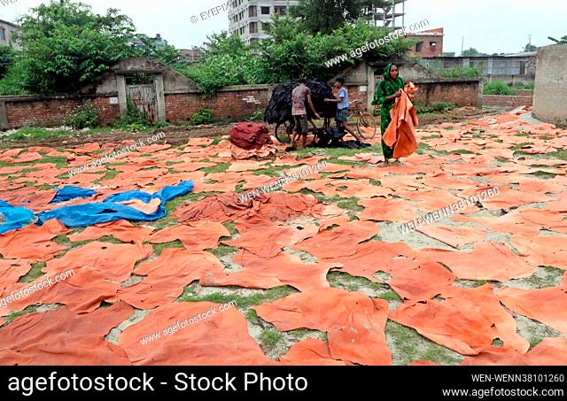 Workers of a tannery from Hazaribagh put leather pieces out to dry on August 26th 2021 in Dhaka, Bangladesh. They were previously painted on wooden boards out...