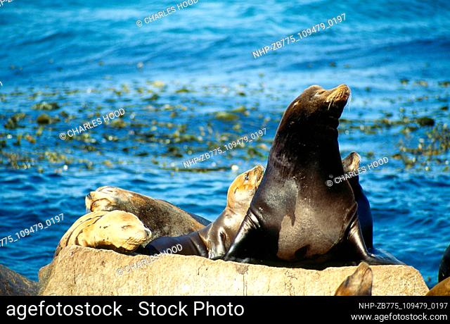 Californian sealion  Date: 25/09/2003  Ref: ZB775-109479-0197  COMPULSORY CREDIT: Oceans Image/Photoshot