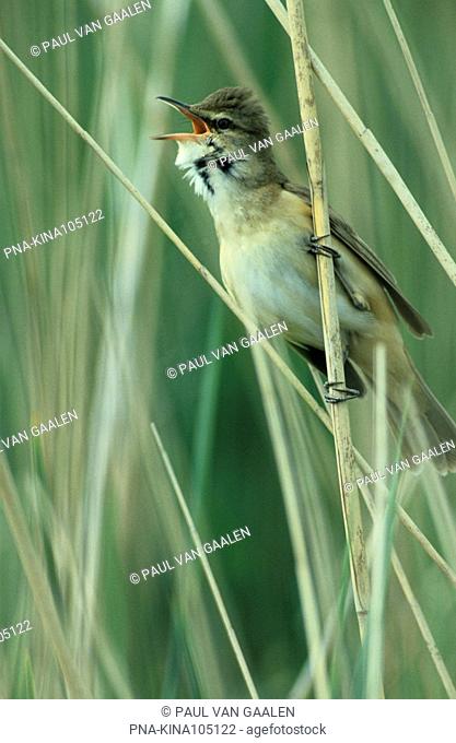 Great Reed-Warbler Acrocephalus arundinaceus - De Wieden, Overijssel, The Netherlands, Holland, Europe