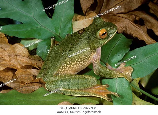 Bright-eyed Frog, White-lipped, Madagascar (Boophis albilabris)