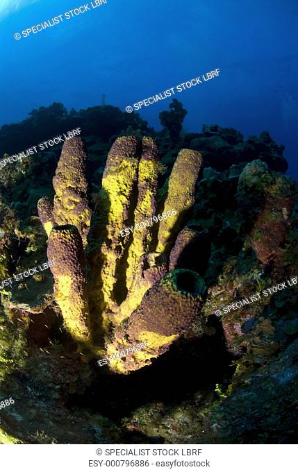 Yellow Tube Sponge Aplysina fistularis large group of sponges looking towards surface, Little Cayman Island, Cayman Islands, Caribbean