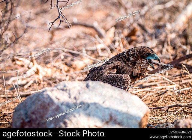 Juvenile Bateleur eating in the Kruger National Park, South Africa