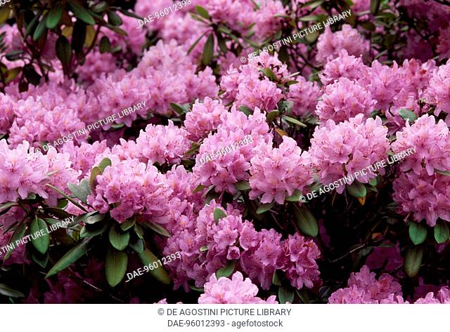 Catawba rhododendron or Catawba rosebay (Rhododendron catawbiense), Ericaceae