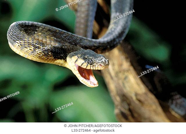 Blanding's Tree Snake (Boiga blandingii)
