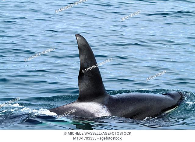 CA-199 Male transient Orca Killer Whale