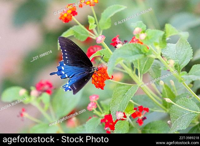 Pipevine (Blue) Swallowtail butterfly