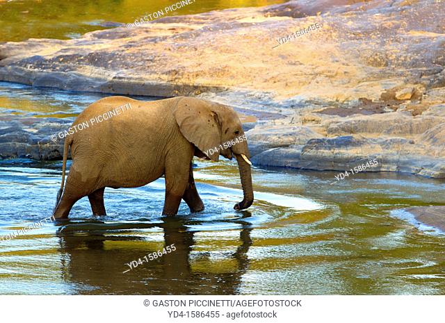 African Elephants Loxodonta africana, crossing the river, Olifants River, Kruger National Park, South Africa