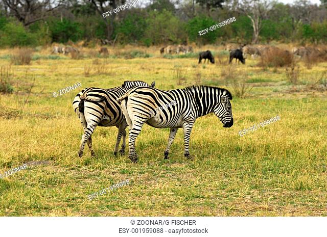 Burchell's Zebra, Moremi National Park, Botswana