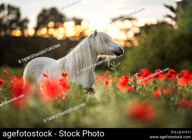 Shetland pony in the poppy field