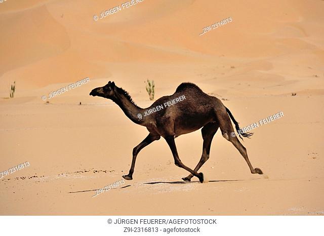 Funny running of a camel, Camelus dromedarius, in the dunes of the desert Rub al Khali, Oman