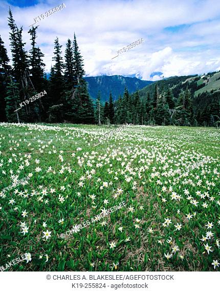 Avalanche lily (Erythronium montanum) in Olympic National Park. Washington. USA