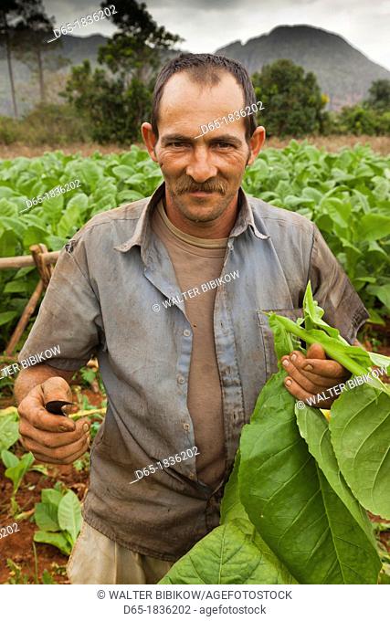 Cuba, Pinar del Rio Province, Vinales, Vinales Valley, tobacco planter, NR
