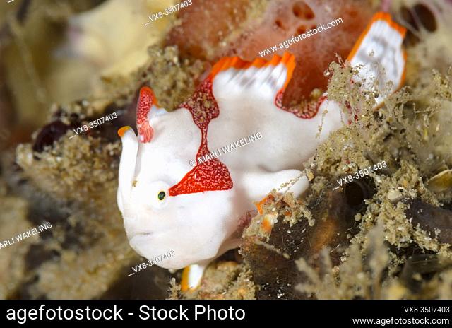 juvenile Warty frogfish, Antennarius maculatus, Lembeh Strait, North Sulawesi, Indonesia, Pacific