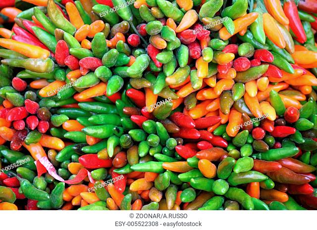 Multicolored chili peppers