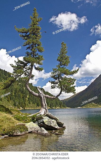 Verkrüppelte Zirbe am Obersee in Osttirol