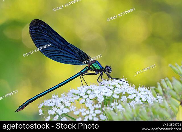 Beautiful Demoiselle / Blauflügel-Prachtlibelle ( Calopteryx virgo ), native damselfly, resting on Queen Anne's lace / wild carrot, wildlife, Europe