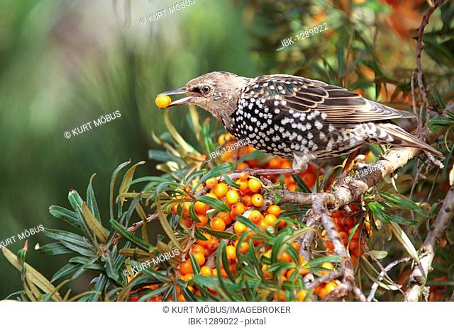 Starling (Sturnus vulgaris) eating a Sea-buckthorn berry (Hippophae rhamnoides)