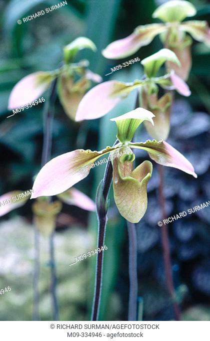 Orchid (Paphiopedilum insigne)