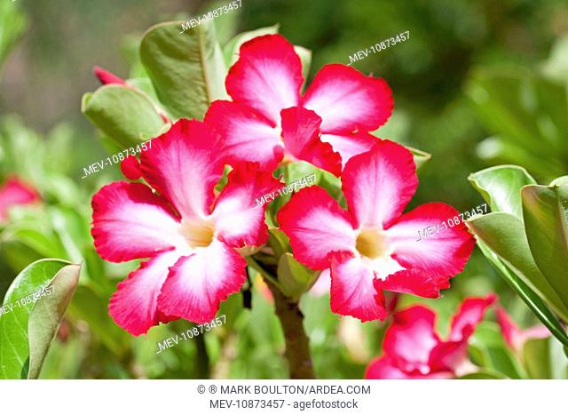 Flowers of Desert Rose (Adenium multiflorum). Mombasa - Kenya - Africa. Latin formerly Adenium obesum