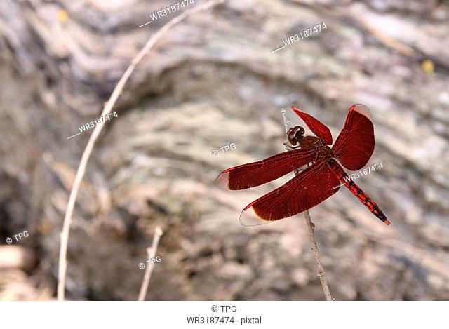 Close up Red dragonfly