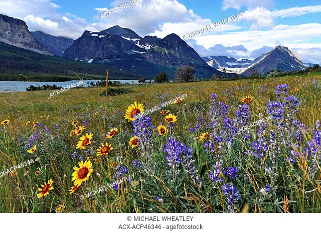 Prairie wildflowers, Blanket flower and lupine, Many Glacier area of Glacier National Park, Montana, United States of America