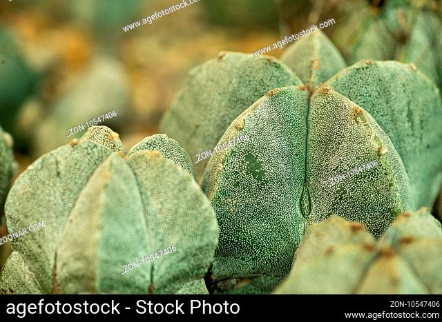Rustic macro shot of cactus - tropical plant with shallow depth of field. Natural background with succulent